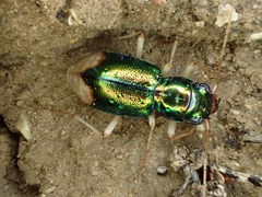 Pseudotetracha australis