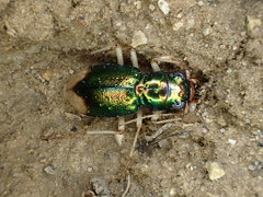 Pseudotetracha australis