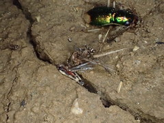 Pseudotetracha australis