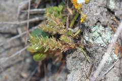 Crassula colligata colligata
