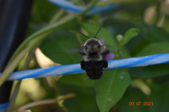 Bombus impatiens