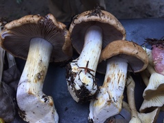 Cortinarius riederi