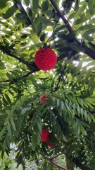 Brownea grandiceps