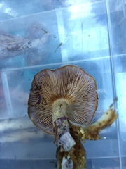 Cortinarius subfoetidus