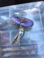 Cortinarius subfoetidus