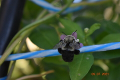Bombus impatiens