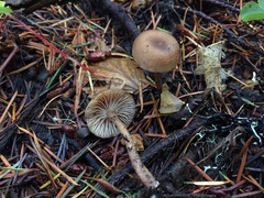 Pseudoomphalina
