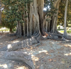 Ficus