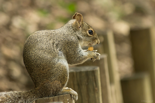 Allen's Squirrel, Sin Nombre de Col 36, Guadalupe, N.L., México, photo 10 of 10