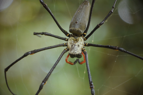 Giant Golden Orbweaver, photo 7 of 8