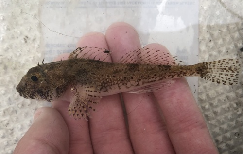 Noordelijke kam-donderpad (Icelinus borealis) — Cottidae — 2