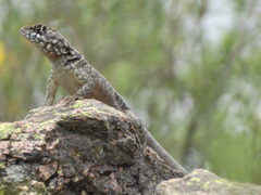 Tropidurus etheridgei