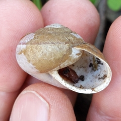 Helminthoglypta diabloensis