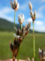 Juncus longistylis