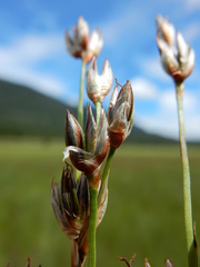 Juncus longistylis