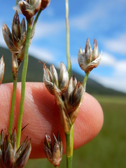 Juncus longistylis