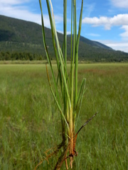 Juncus longistylis