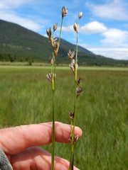 Juncus longistylis