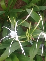 Hymenocallis speciosa
