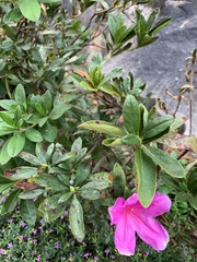 Rhododendron pulchrum phoeniceum