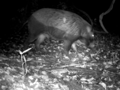 Sus scrofa leucomystax