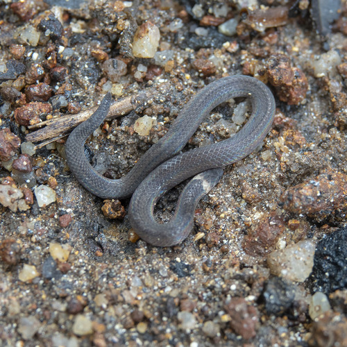 Deepak’s wood snake, Xylophis deepaki