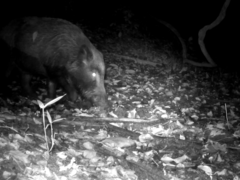 Sus scrofa leucomystax