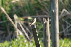 Saxicola stejnegeri