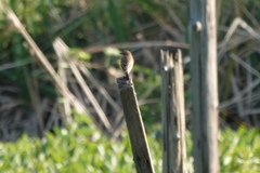 Saxicola stejnegeri