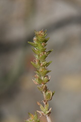 Crassula colligata colligata