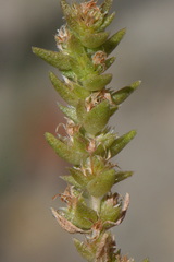 Crassula colligata colligata