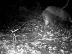 Sus scrofa leucomystax