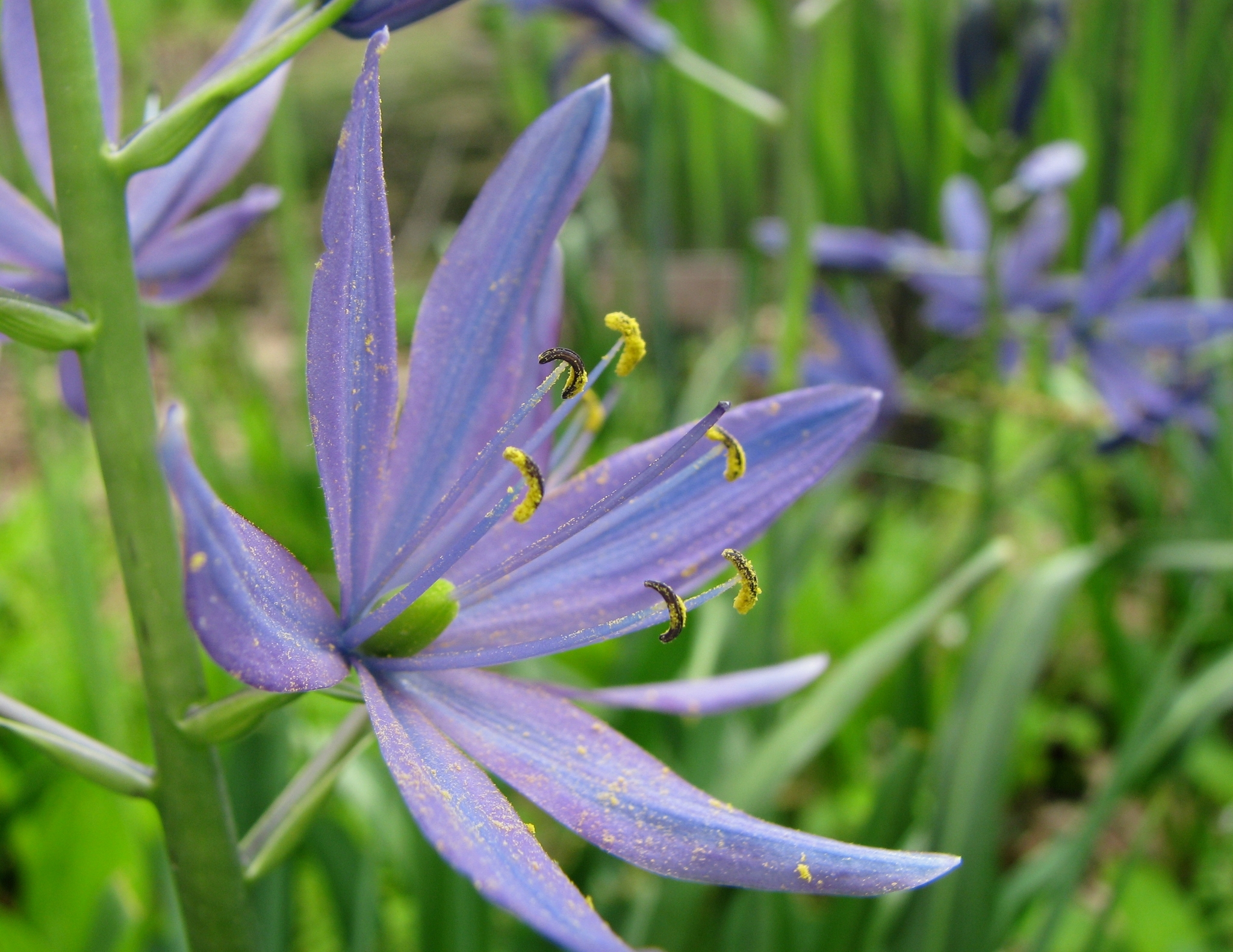 Camassia