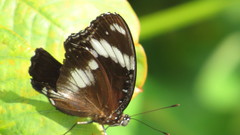 Hypolimnas bolina bolina