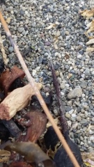 Tachysphex nigerrimus