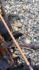 Tachysphex nigerrimus