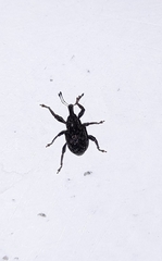 Curculionidae