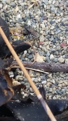 Tachysphex nigerrimus