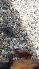 Tachysphex nigerrimus