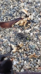 Tachysphex nigerrimus