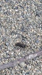 Tachysphex nigerrimus