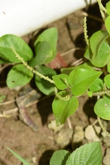 Peperomia pellucida