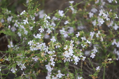 Hemigenia botryphylla