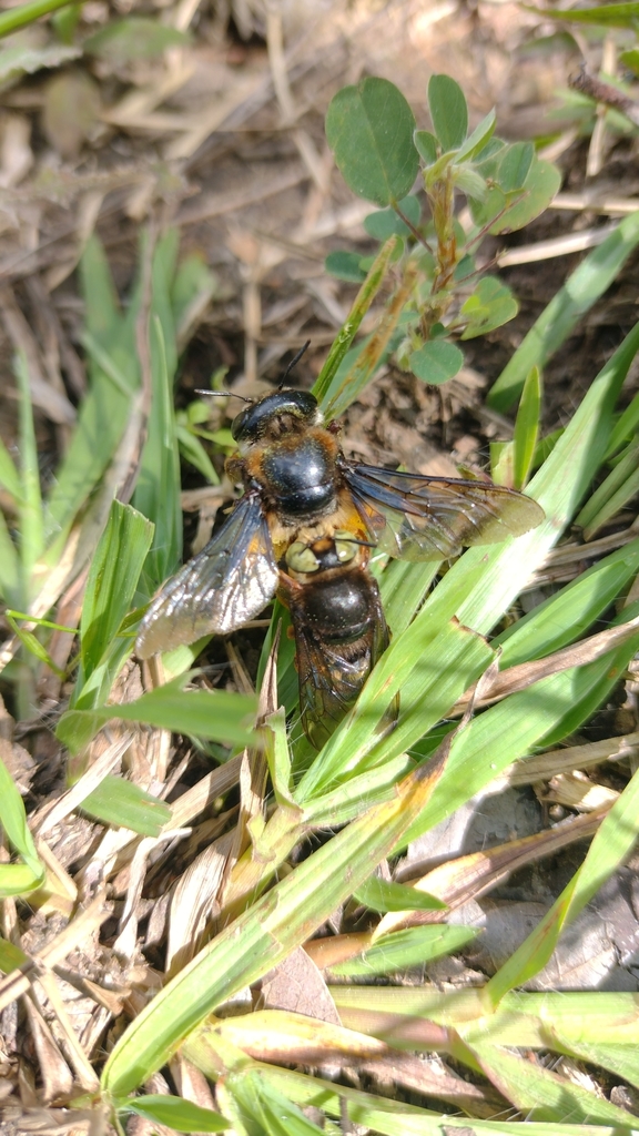 Mesoxaea