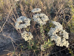 Eriogonum multiflorum