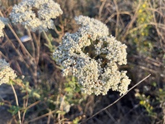 Eriogonum multiflorum