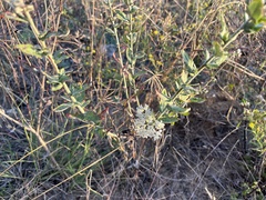 Eriogonum multiflorum