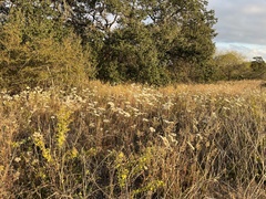 Eriogonum multiflorum