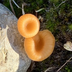 Loreleia postii