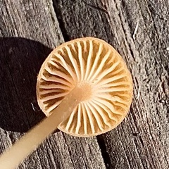 Loreleia postii
